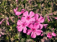 flower, 꽃, blossom, geranium, 제라늄, 사진,이미지,일러스트,캘리그라피 - 아마데우스작가 크라우드픽 - 저작권 걱정 없는 상업용 이미지