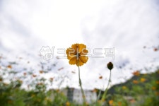 가을, 꽃, flower, 꽃잎, petal, 사진,이미지,일러스트,캘리그라피 - tunk71작가 크라우드픽 - 저작권 걱정 없는 상업용 이미지