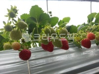 딸기, 딸기농장, 딸기체험, 딸기밭, 딸기농사, 사진,이미지,일러스트,캘리그라피 - 삐아작가 크라우드픽 - 저작권 걱정 없는 상업용 이미지