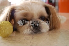 동물, animal, dog, 개, 강아지, 사진,이미지,일러스트,캘리그라피 - 노랑물고기작가 크라우드픽 - 저작권 걱정 없는 상업용 이미지