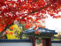 잎, 나무, maple, 단풍, 고궁의가을, 사진,이미지,일러스트,캘리그라피 - 현명한 구슬작가 크라우드픽 - 저작권 걱정 없는 상업용 이미지