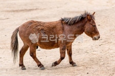 horse, 말, animal, 동물, 조랑말, 사진,이미지,일러스트,캘리그라피 - 수퍼프로작가 크라우드픽 - 저작권 걱정 없는 상업용 이미지