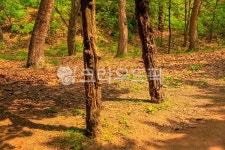 인천대공원, 공원, 숲, 수목원, 옥외, 사진,이미지,일러스트,캘리그라피 - imlover작가 크라우드픽 - 저작권 걱정 없는 상업용 이미지