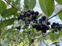 아로니아, aronia, 블랙초코베리, 열매, 과일, 사진,이미지,일러스트,캘리그라피 - chorokggum작가 크라우드픽 - 저작권 걱정 없는 상업용... 