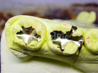 치과, 의료, 인레이, inlay, 치과기공사, 사진,이미지,일러스트,캘리그라피 - SeeOn작가 크라우드픽 - 저작권 걱정 없는 상업용 이미지