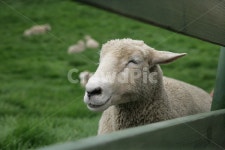 sheep, 양떼목장, 양떼, 양, 대관령, 사진,이미지,일러스트,캘리그라피 - jeongkyohan작가 크라우드픽 - 저작권 걱정 없는 상업용 이미지