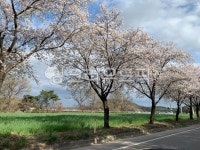 벚꽃, 식물, 나무, 봄, 도로변, 사진,이미지,일러스트,캘리그라피 - 성욱이작가 크라우드픽 - 저작권 걱정 없는 상업용 이미지