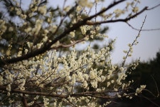 매화, 봄, 식물, 꽃, 봄꽃, 사진,이미지,일러스트,캘리그라피 - 미리내작가 크라우드픽 - 저작권 걱정 없는 상업용 이미지