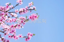 봄꽃, 복숭아꽃, 봄, 푸른, 파란, 사진,이미지,일러스트,캘리그라피 - borina작가 크라우드픽 - 저작권 걱정 없는 상업용 이미지