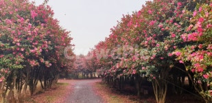 flower, 꽃, red, camellia, 동백꽃, 사진,이미지,일러스트,캘리그라피 - cys8429작가 크라우드픽 - 저작권 걱정 없는 상업용 이미지