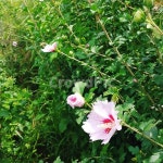 봄, 무궁화, 대한민국, 꽃, 푸르다, 사진,이미지,일러스트,캘리그라피 - Nalwn339작가 크라우드픽 - 저작권 걱정 없는 상업용 이미지