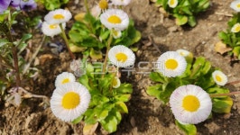 daisy, 데이지, flower, 꽃, 꽃잎, 사진,이미지,일러스트,캘리그라피 - 꿀마늘작가 크라우드픽 - 저작권 걱정 없는 상업용 이미지