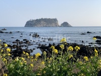 제주도, 유채꽃, 범섬, 봄, 바다, 사진,이미지,일러스트,캘리그라피 - 헤일리63작가 크라우드픽 - 저작권 걱정 없는 상업용 이미지