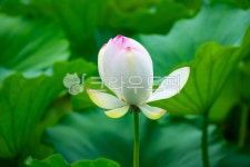 연꽃, lotus, lotusflowers, 꽃, flower, 사진,이미지,일러스트,캘리그라피 - Robert Han작가 크라우드픽 - 저작권 걱정 없는 상업용 이미지