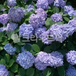 꽃, blossom, flower, 수국, 거제, 사진,이미지,일러스트,캘리그라피 - N171k814작가 크라우드픽 - 저작권 걱정 없는 상업용 이미지