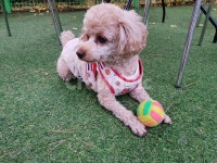 강아지, 공놀이, 소형견, 갈색푸들, 애견놀이터, 사진,이미지,일러스트,캘리그라피 - 캔디는귀여워작가 크라우드픽 - 저작권 걱정 없는 상업용 이미지