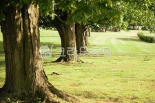 가로수, 나무가로수, 가로수길, 나무, trees, 사진,이미지,일러스트,캘리그라피 - Pictory작가 크라우드픽 - 저작권 걱정 없는 상업용 이미지