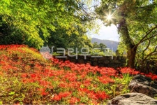 sunlight, 햇빛, outdoors, 옥외, 초목, 사진,이미지,일러스트,캘리그라피 - login2002작가 크라우드픽 - 저작권 걱정 없는 상업용 이미지