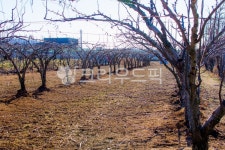자연, nature, 옥외, outdoors, 배밭, 사진,이미지,일러스트,캘리그라피 - studio H작가 크라우드픽 - 저작권 걱정 없는 상업용 이미지