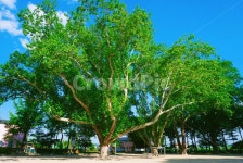 여름, 임고초등학교, 플라타너스, 100년나무, 시골학교, 사진,이미지,일러스트,캘리그라피 - 쓰언작가 크라우드픽 - 저작권 걱정 없는 상업용 이미지