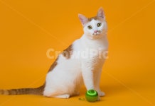 고양이, 반점, 카레반점, 노란배경지, 노랑색, 사진,이미지,일러스트,캘리그라피 - gompang2000작가 크라우드픽 - 저작권 걱정 없는 상업용... 