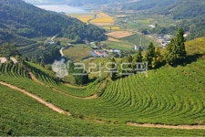 field, 들, farm, 농장, rural, 사진,이미지,일러스트,캘리그라피 - 영산공작가 크라우드픽 - 저작권 걱정 없는 상업용 이미지