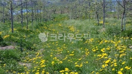들, field, 자연, nature, 들꽃, 사진,이미지,일러스트,캘리그라피 - 황금왕관작가 크라우드픽 - 저작권 걱정 없는 상업용 이미지