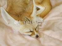 fox, 여우, 동물, 사막여우, 잠, 사진,이미지,일러스트,캘리그라피 - 콩이아빠작가 크라우드픽 - 저작권 걱정 없는 상업용 이미지