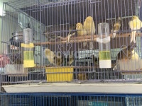 새시장, 홍콩, 유엔포, 새, 시장, 사진,이미지,일러스트,캘리그라피 - Nsupportp작가 크라우드픽 - 저작권 걱정 없는 상업용 이미지