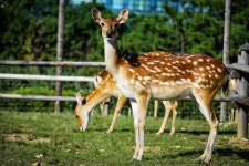 동물, 사슴, 밤비, 공원, 꽃사슴, 사진,이미지,일러스트,캘리그라피 - bongto000작가 크라우드픽 - 저작권 걱정 없는 상업용 이미지