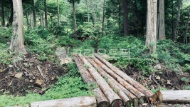 통나무, 다리, 숲속, 숲길, 나무, 사진,이미지,일러스트,캘리그라피 - somasin8작가 크라우드픽 - 저작권 걱정 없는 상업용 이미지