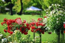 순천만국가정원1호, 테마공원, 자연생태공원, 자연, 옥외, 사진,이미지,일러스트,캘리그라피 - pandora4077작가 크라우드픽 - 저작권 걱정... 