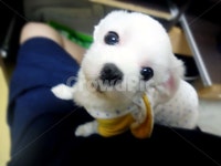 강아지, 동물, 이쁜, 말티즈, 반려견, 사진,이미지,일러스트,캘리그라피 - sunmee0903작가 크라우드픽 - 저작권 걱정 없는 상업용 이미지