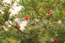 주목, 붉은열매, 잎, 초록, conifer, 사진,이미지,일러스트,캘리그라피 - joyfulharu작가 크라우드픽 - 저작권 걱정 없는 상업용 이미지