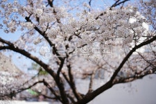 flower, 꽃, cherryblossom, 벚꽃, 나무, 사진,이미지,일러스트,캘리그라피 - 가비스냅작가 크라우드픽 - 저작권 걱정 없는 상업용 이미지