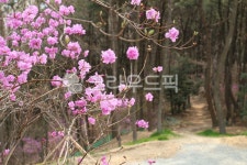 산책, 봄길, 진달래, 분홍색, 봄, 사진,이미지,일러스트,캘리그라피 - 빛으로작가 크라우드픽 - 저작권 걱정 없는 상업용 이미지