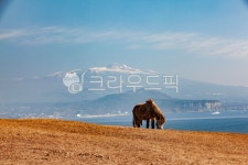 자연, 풍경, 말, 동물, 한라산, 사진,이미지,일러스트,캘리그라피 - Nlkp1961작가 크라우드픽 - 저작권 걱정 없는 상업용 이미지