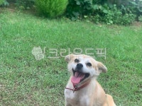 dog, 애완동물, 개, 동물, mammal, 사진,이미지,일러스트,캘리그라피 - 쫄보작가 크라우드픽 - 저작권 걱정 없는 상업용 이미지