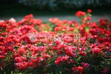 순천만국가정원1호, 테마공원, 자연생태공원, 자연, 옥외, 사진,이미지,일러스트,캘리그라피 - pandora4077작가 크라우드픽 - 저작권 걱정... 