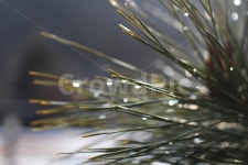 소나무, 솔잎, 아침, 이슬, 자연, 사진,이미지,일러스트,캘리그라피 - Harry작가 크라우드픽 - 저작권 걱정 없는 상업용 이미지