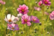 코스모스, 가을, 꽃, 관상용, 국화과, 사진,이미지,일러스트,캘리그라피 - Deep bLUE작가 크라우드픽 - 저작권 걱정 없는 상업용 이미지