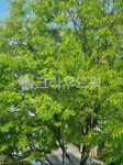 tree, 나무, 잎, park, 공원, 사진,이미지,일러스트,캘리그라피 - som25252작가 크라우드픽 - 저작권 걱정 없는 상업용 이미지
