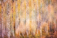 배경, 풍경, 자연, 숲속, 자작나무숲, 사진,이미지,일러스트,캘리그라피 - 포타도작가 크라우드픽 - 저작권 걱정 없는 상업용 이미지