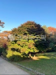 나무, 옥외, 가을, tree, outdoors, 사진,이미지,일러스트,캘리그라피 - c_g8318작가 크라우드픽 - 저작권 걱정 없는 상업용 이미지