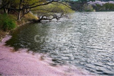 풍경, 봄, 진해, 내수면환경생태공원, 공원, 사진,이미지,일러스트,캘리그라피 - 솔라노작가 크라우드픽 - 저작권 걱정 없는 상업용 이미지