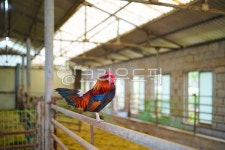 닭, 수탉, 양계, 농장, 축사, 사진,이미지,일러스트,캘리그라피 - PAPATOTO작가 크라우드픽 - 저작권 걱정 없는 상업용 이미지