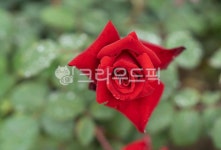 장미, 장미꽃, 식물, 사랑, 이슬, 사진,이미지,일러스트,캘리그라피 - 서은작가 크라우드픽 - 저작권 걱정 없는 상업용 이미지