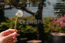 민들레, 봄꽃, 홀씨, 배경, dandelion, 사진,이미지,일러스트,캘리그라피 - cocophoto작가 크라우드픽 - 저작권 걱정 없는 상업용 이미지