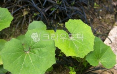 자연머금상떼힐점주 | 자연, nature, 옥외, outdoors, 머위, 사진,이미지,일러스트,캘리그라피 - studio H작가 크라우드픽 - 저작권 걱정 없는 상업용 이미지