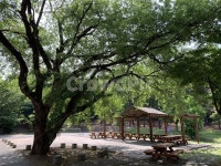 숲, 나무, forest, 휴식, 피톤치드, 사진,이미지,일러스트,캘리그라피 - 고래참치작가 크라우드픽 - 저작권 걱정 없는 상업용 이미지